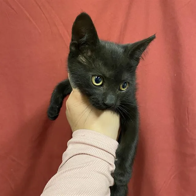A baby small-sized female Domestic Medium Hair cat named A for adoption in Modesto, CA