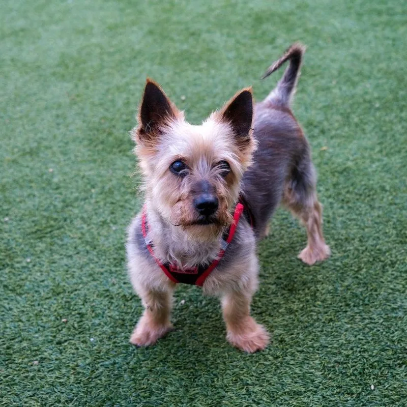 Mickey The Spunky Yorkie thumbnail 2