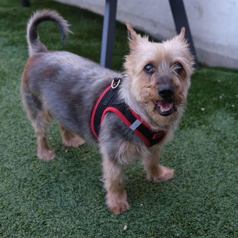 Mickey The Spunky Yorkie thumbnail 3