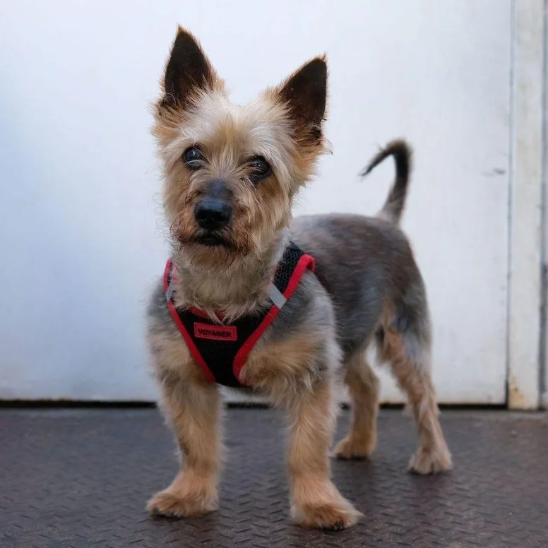 Mickey The Spunky Yorkie thumbnail 4