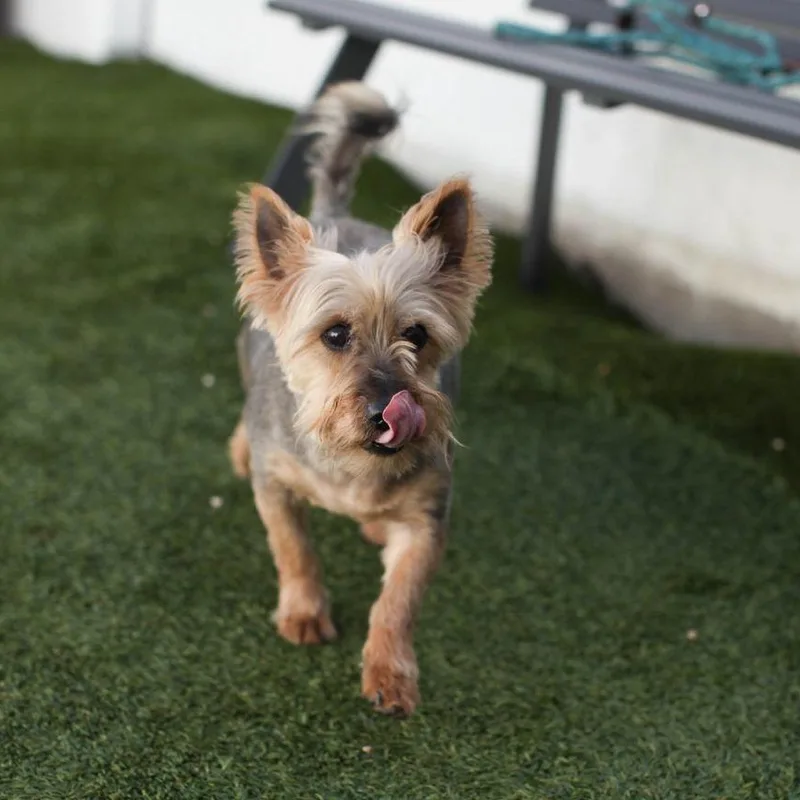 Mickey The Spunky Yorkie thumbnail 5