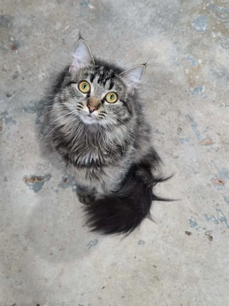 A young medium-sized female Gray / Blue / Silver Domestic Long Hair cat named Lady Whiskerton for adoption in Lewisburg, TN