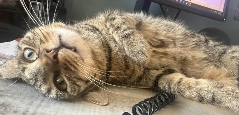 An adult medium-sized female Gray / Blue / Silver Domestic Short Hair cat named Jody "niko" Davis for adoption in Chandler, AZ