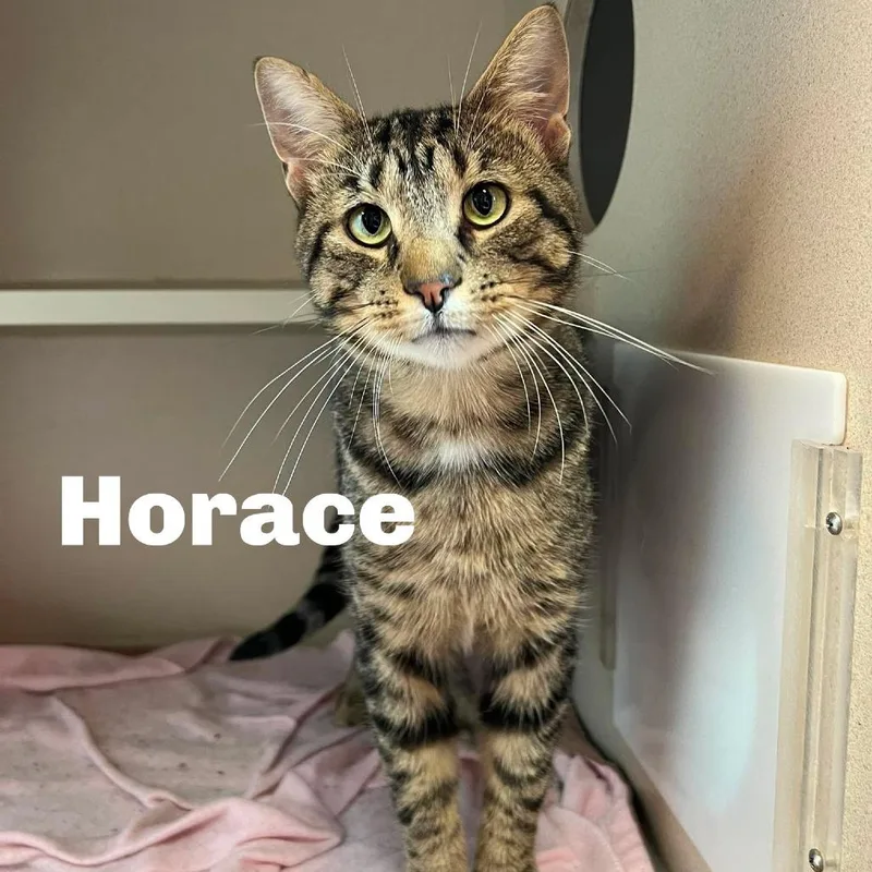 Horace