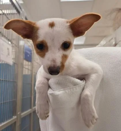 A baby small-sized female Terrier dog named Pebbles for adoption in Honolulu, HI