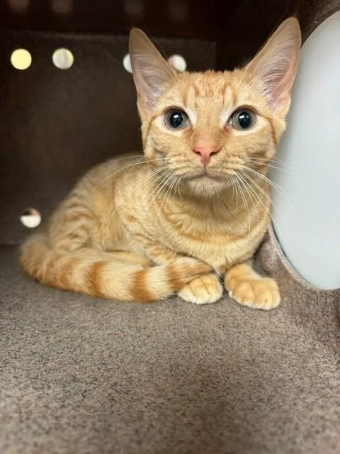 A baby medium-sized female Domestic Short Hair cat named Baylor for adoption in Cookeville, TN
