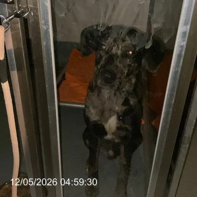 A young large-sized male Great Dane dog named Hank for adoption in Indianapolis, IN