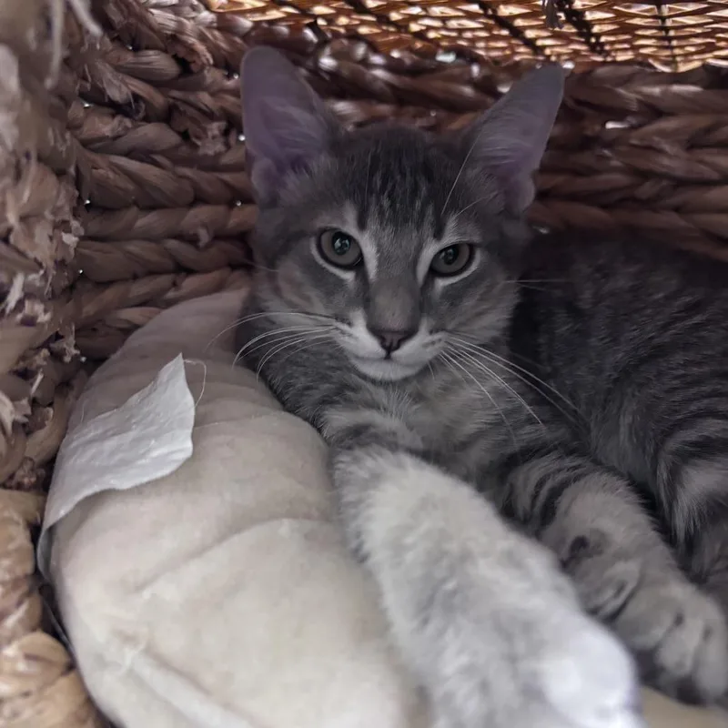 A baby small-sized male Gray / Blue / Silver Domestic Short Hair cat named Finn for adoption in Newark, DE