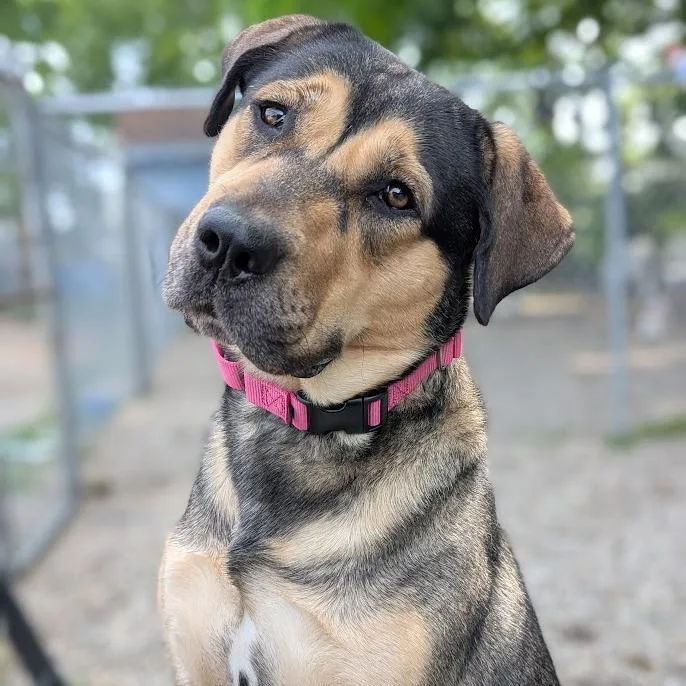 An adult large-sized female Brown / Chocolate Mixed Breed dog named Ida Potato for adoption in West Olive, MI