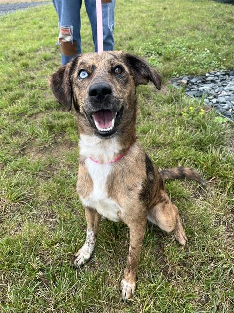 A young medium-sized female Catahoula Leopard Dog dog named Bea for adoption in Leesburg, VA