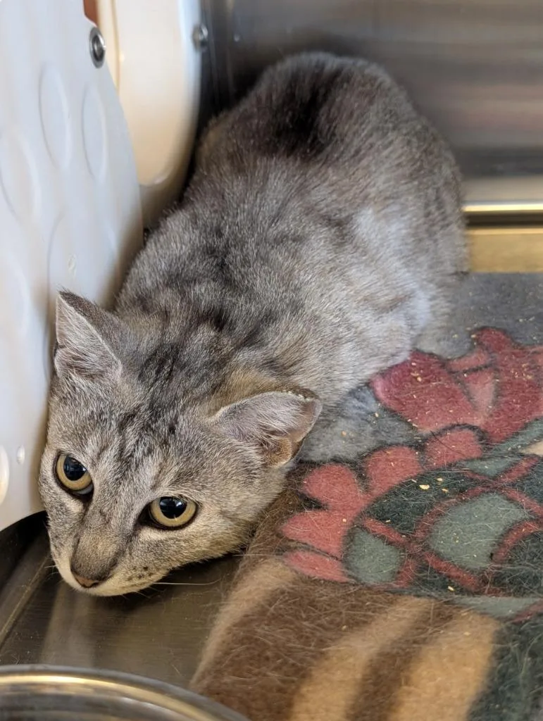 A young medium-sized female Domestic Short Hair cat named Ash for adoption in Havre, MT