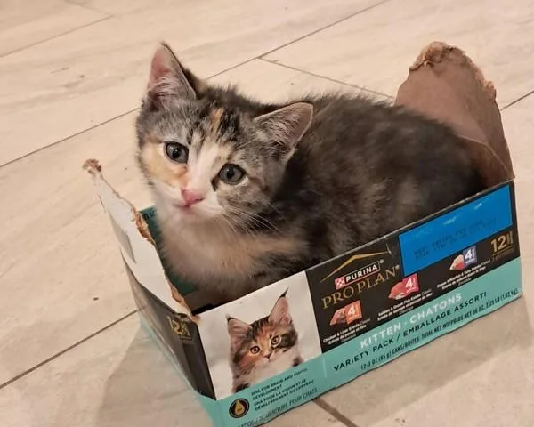 A baby small-sized female Domestic Short Hair cat named Dovie for adoption in Vancouver, WA