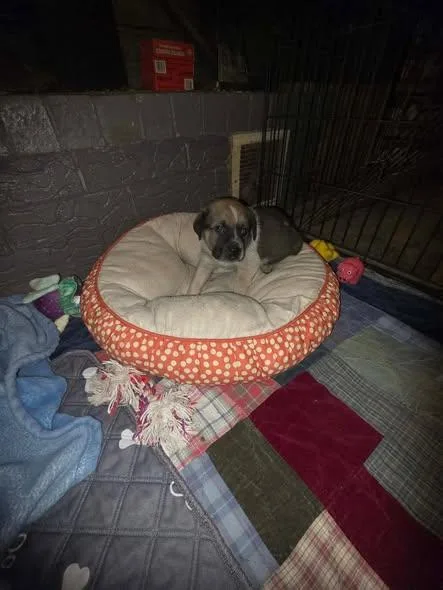 A baby medium-sized female Bicolor Labrador Retriever dog named Taytay for adoption in Wichita Falls, TX