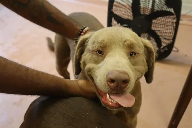 A young large-sized male Mixed Breed dog named Fuzzy for adoption in Columbia, SC