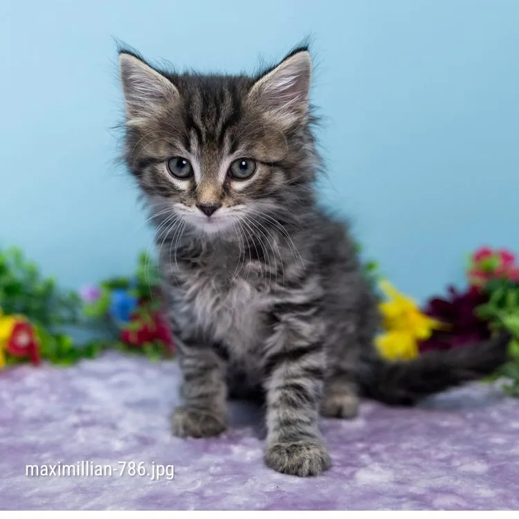 A baby small-sized male Brown / Chocolate Domestic Short Hair cat named Maximillian for adoption in Durham, NC