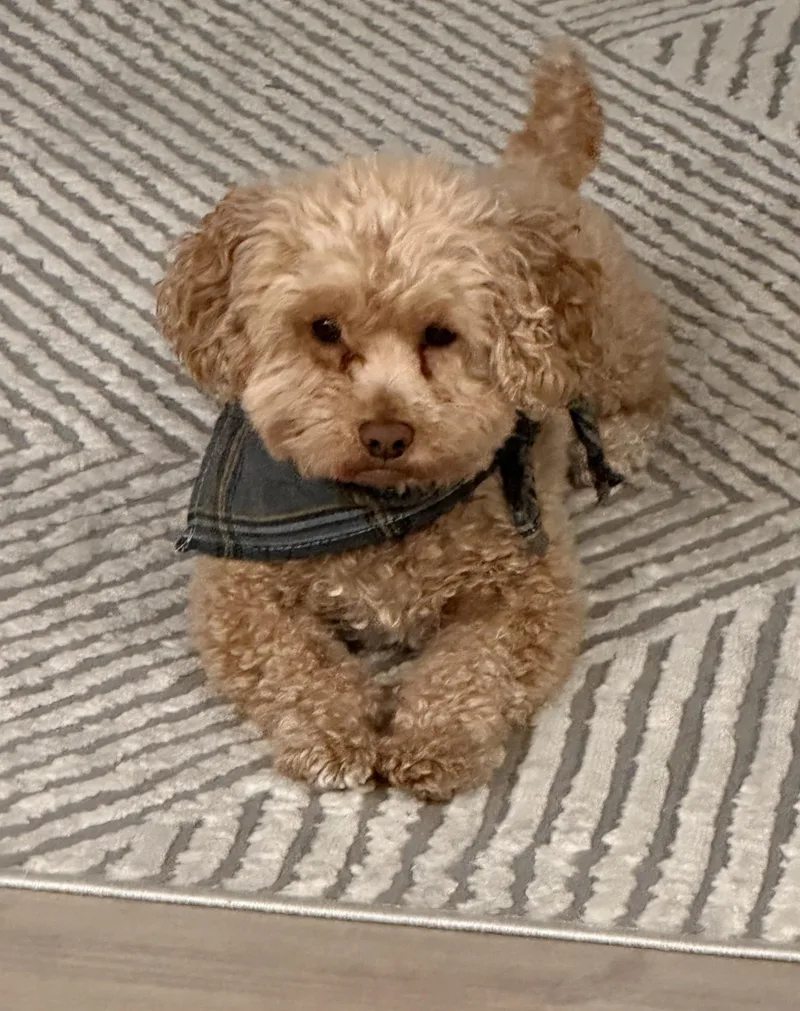An adult small-sized male White / Cream Goldendoodle dog named Murphy & Mocha for adoption in Abington, PA