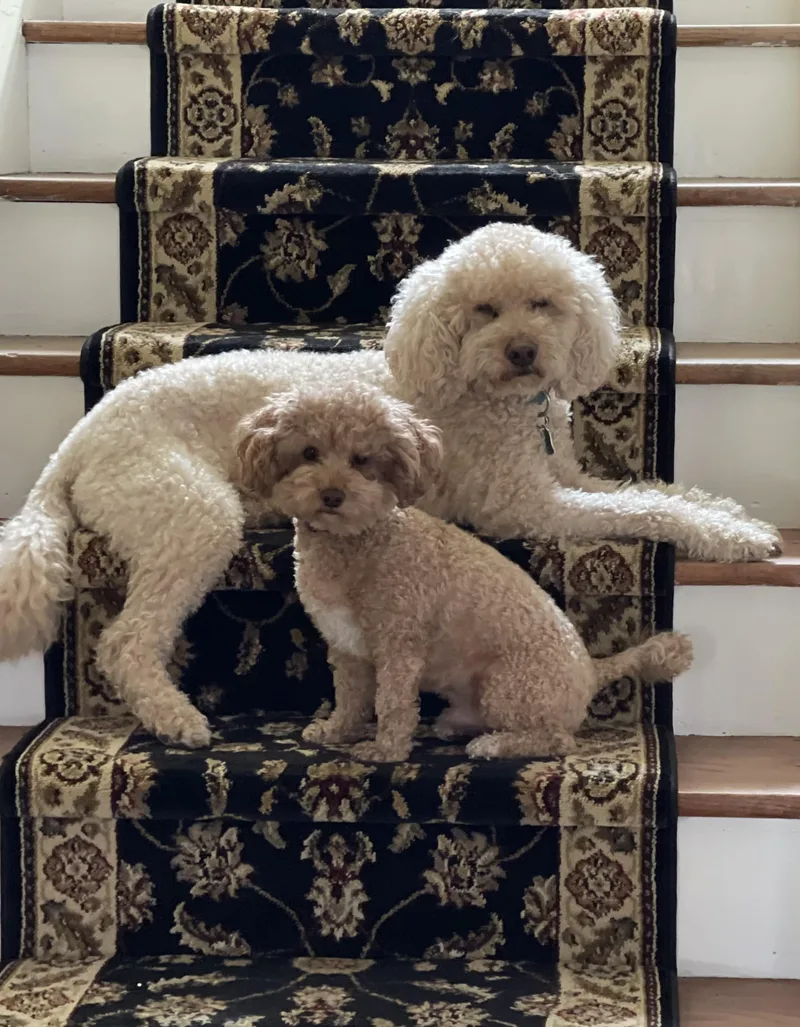 Murphy & Mocha thumbnail 2