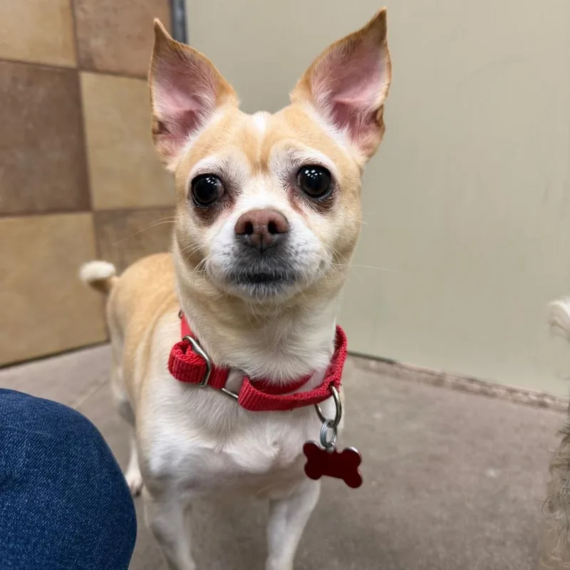 An adult small-sized female Chihuahua dog named Doja for adoption in Las Vegas, NV