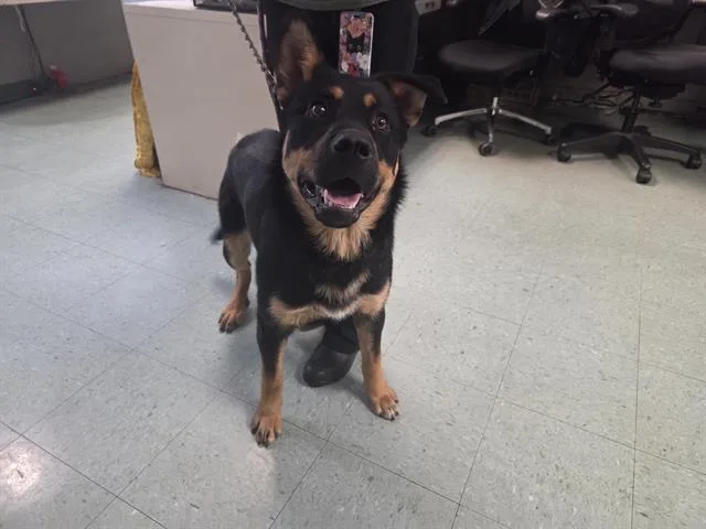 A young large-sized male Rottweiler dog named Ofenbach for adoption in Antioch, CA