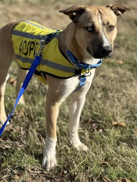 An adult medium-sized male Mixed Breed dog named Peter for adoption in Dallas, TX