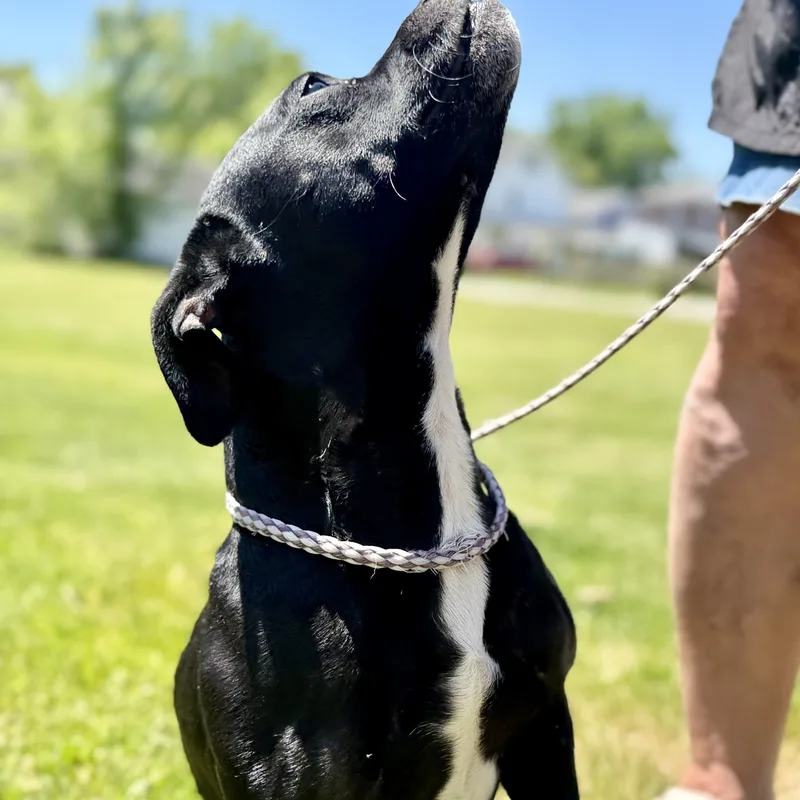 An adult small-sized male Mixed Breed dog named Rex for adoption in Ashland, OH