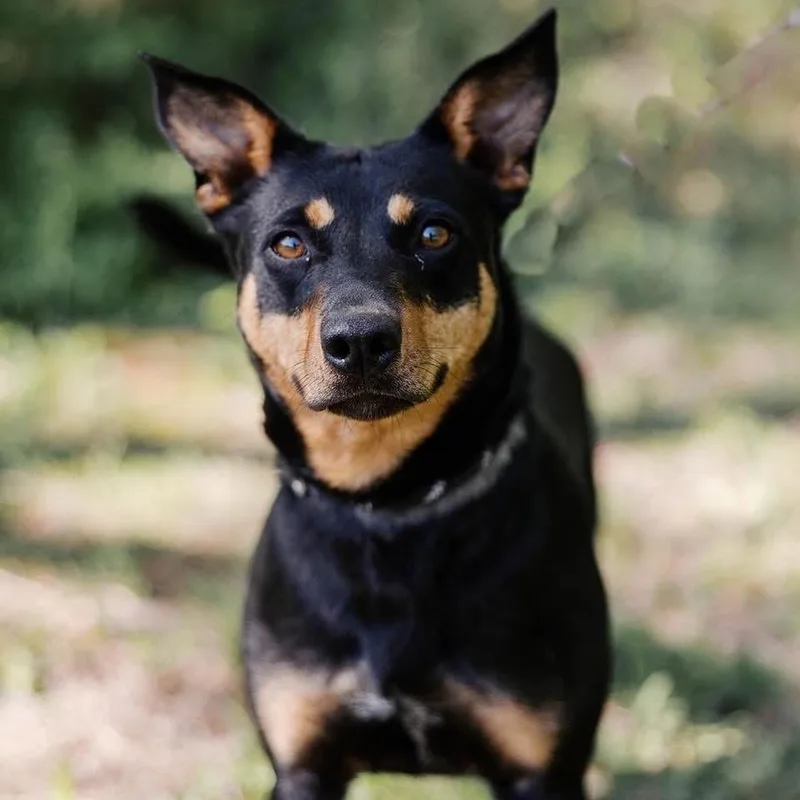 A young medium-sized female Black Mixed Breed dog named Wynona for adoption in Knoxville, TN
