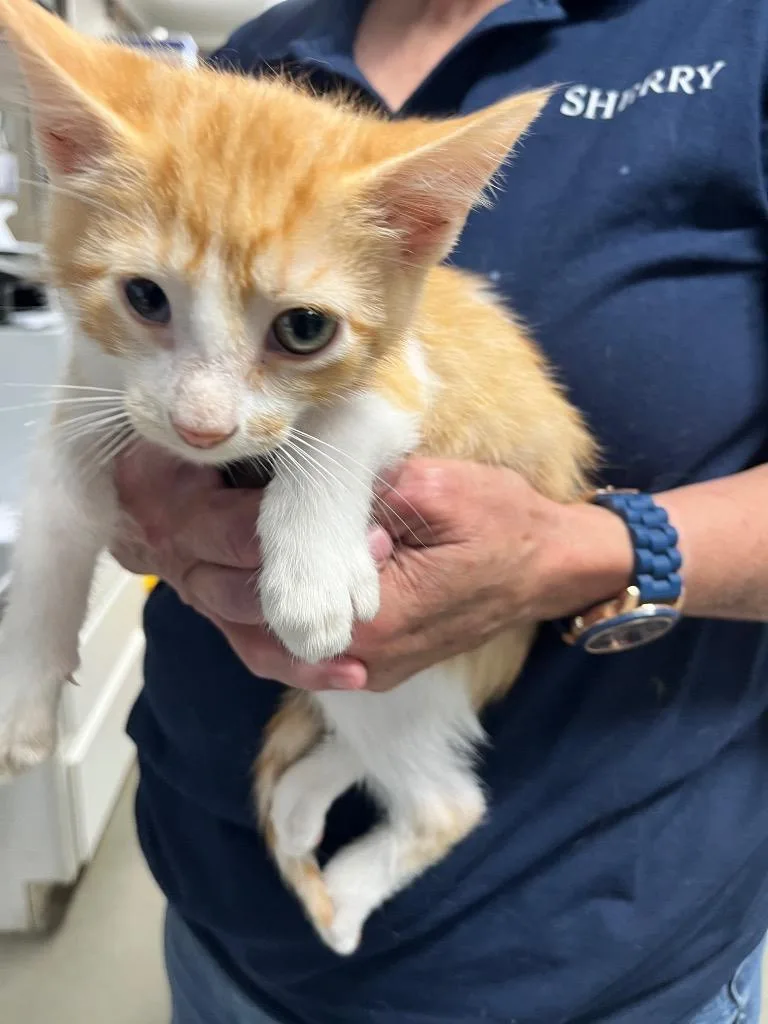 A baby small-sized male Domestic Short Hair cat named Rob Schneider for adoption in Hopkinsville, KY