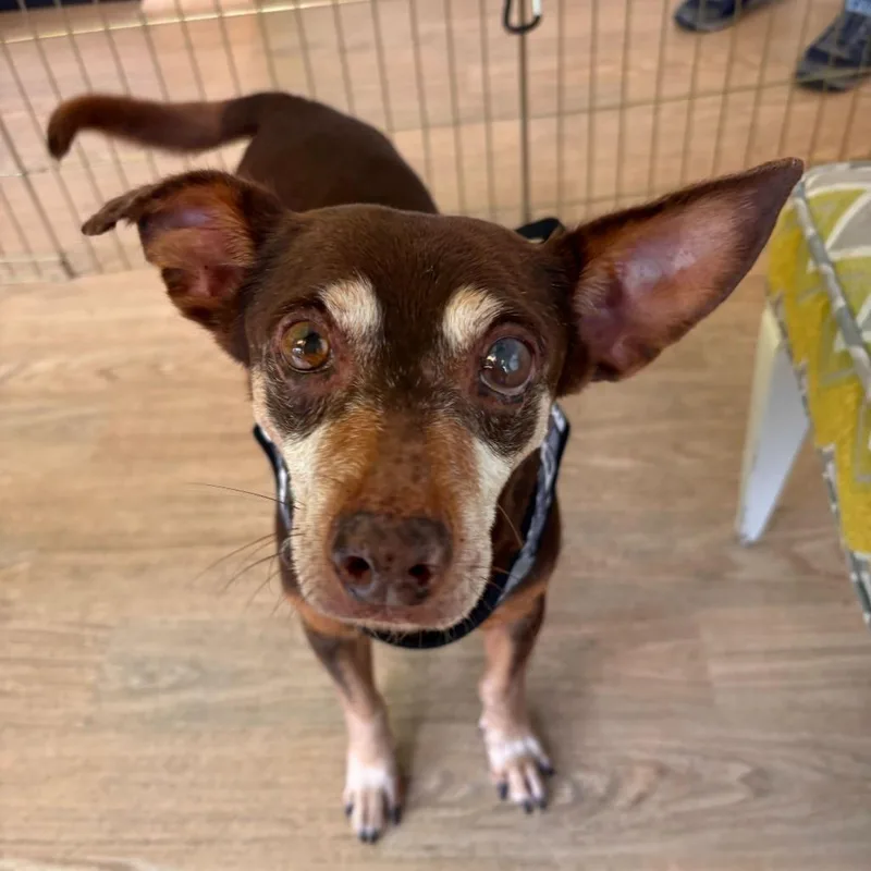 A senior small-sized male Brown / Chocolate Chihuahua dog named Suede for adoption in San Francisco, CA