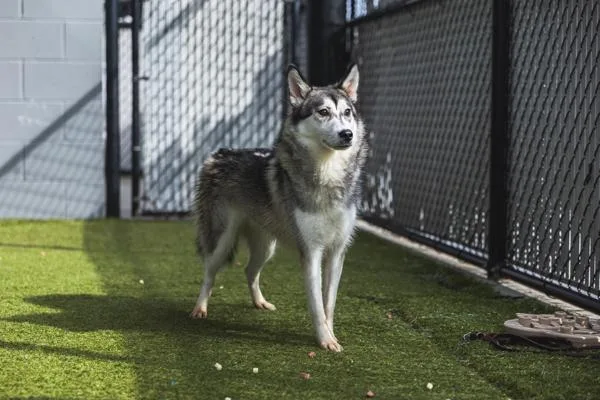 A young medium-sized female Siberian Husky dog named Sun for adoption in San Diego, CA