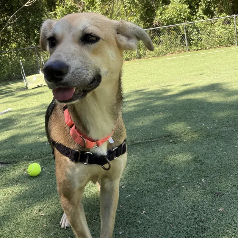 A baby medium-sized female Mixed Breed dog named Padme for adoption in Ocean View, NJ