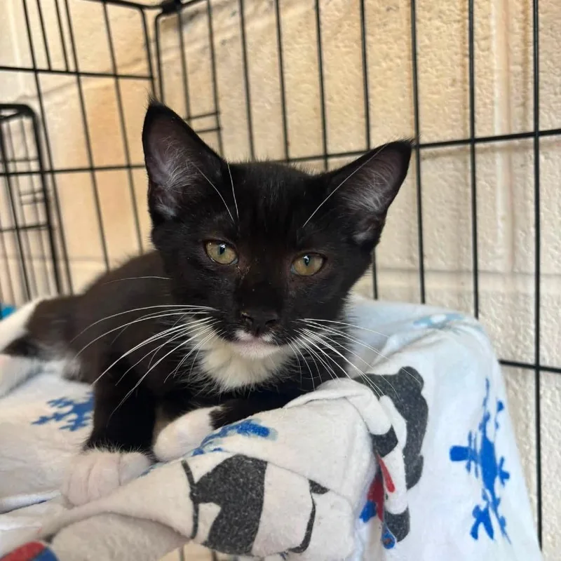 A baby small-sized male Black Domestic Short Hair cat named Domino for adoption in Waynesboro, PA