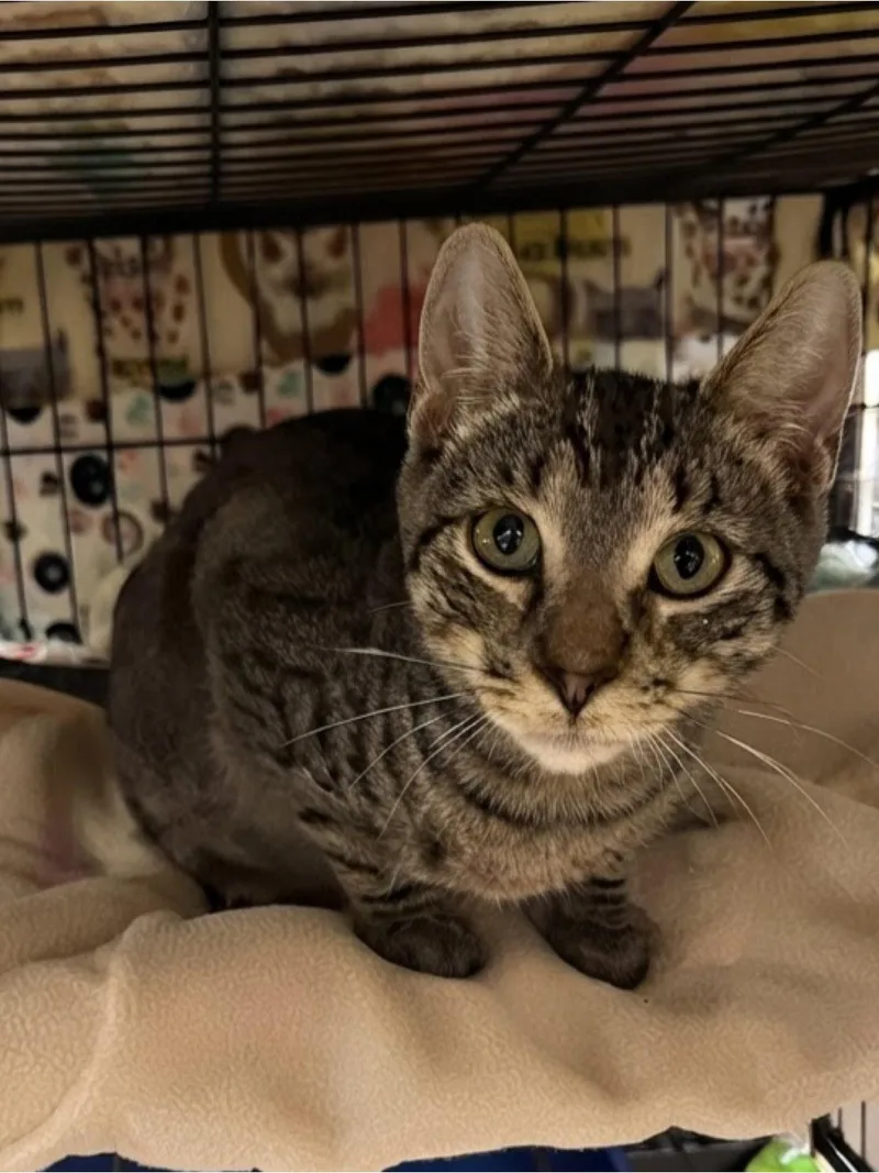 A young medium-sized male Domestic Short Hair cat named Van for adoption in Blasdell, NY