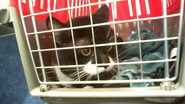An adult medium-sized male Domestic Short Hair cat named Dottie for adoption in Charlotte, NC