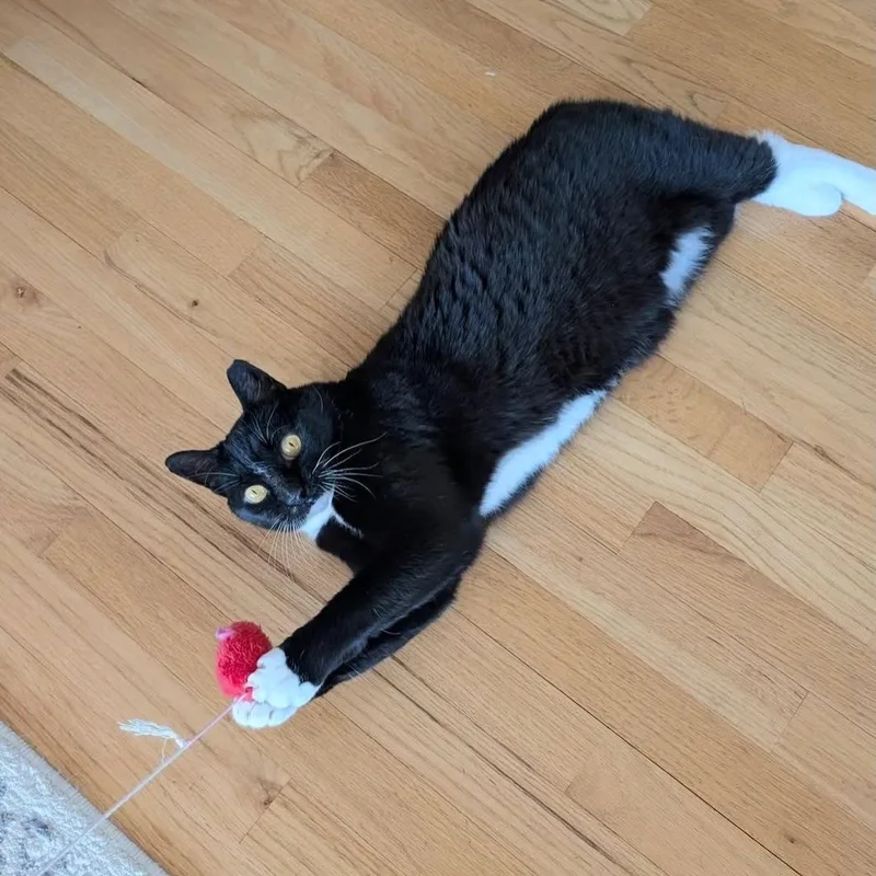A senior medium-sized female Black & White / Tuxedo Domestic Short Hair cat named Nike  Goddess Of for adoption in Alexandria, VA