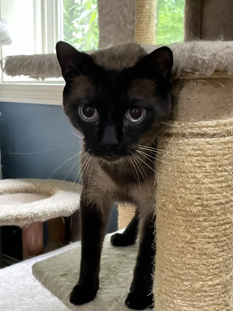 An adult large-sized male Siamese cat named Louie for adoption in Loveland, OH