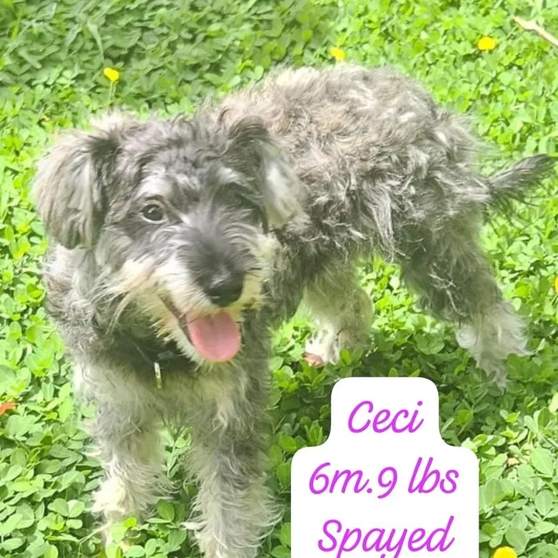 A young small-sized female Gray / Blue / Silver Mixed Breed dog named Ceci for adoption in Englewood, FL