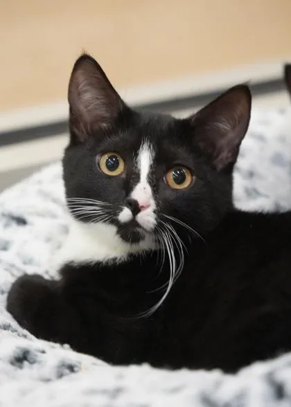 A young small-sized female Domestic Short Hair cat named Serenity for adoption in Aiken, SC