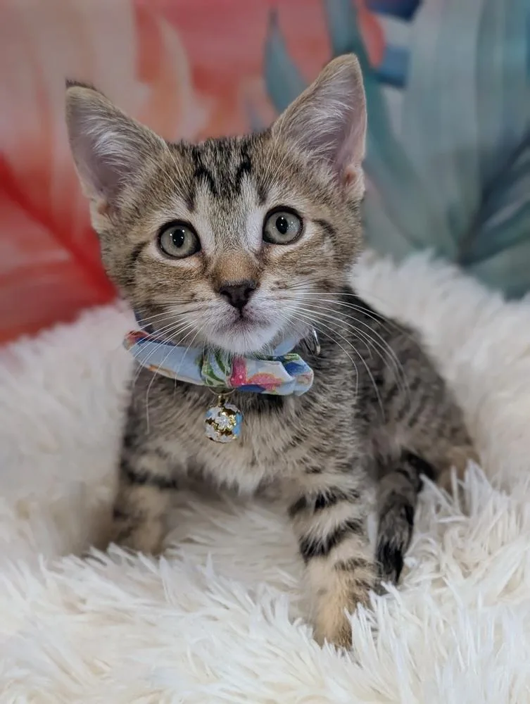 A baby small-sized male Brown / Chocolate Tabby cat named Jackpot for adoption in Fremont, CA