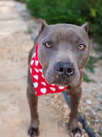 Watermelon thumbnail 2