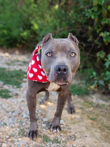 Watermelon thumbnail 3