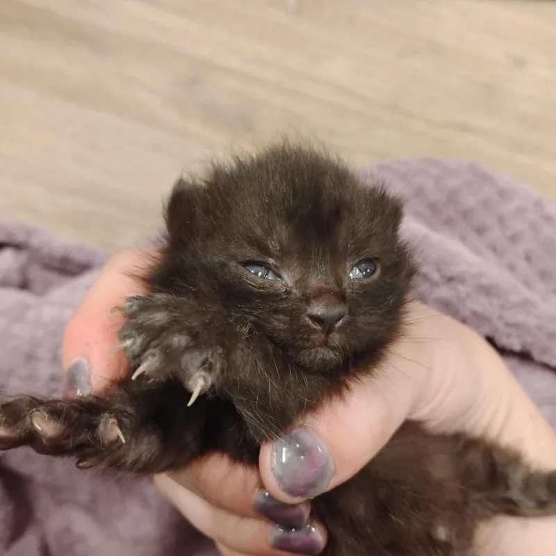 A baby small-sized male Black Domestic Short Hair cat named The Mountain for adoption in Wilmington, DE