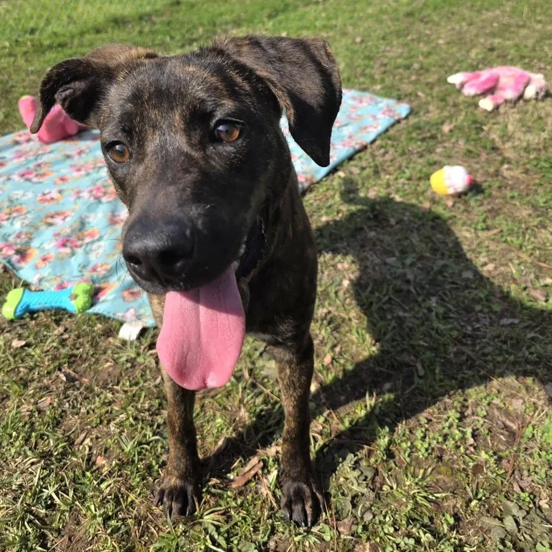 An adult medium-sized female Black Mixed Breed dog named Brindy for adoption in Gadsden, AL