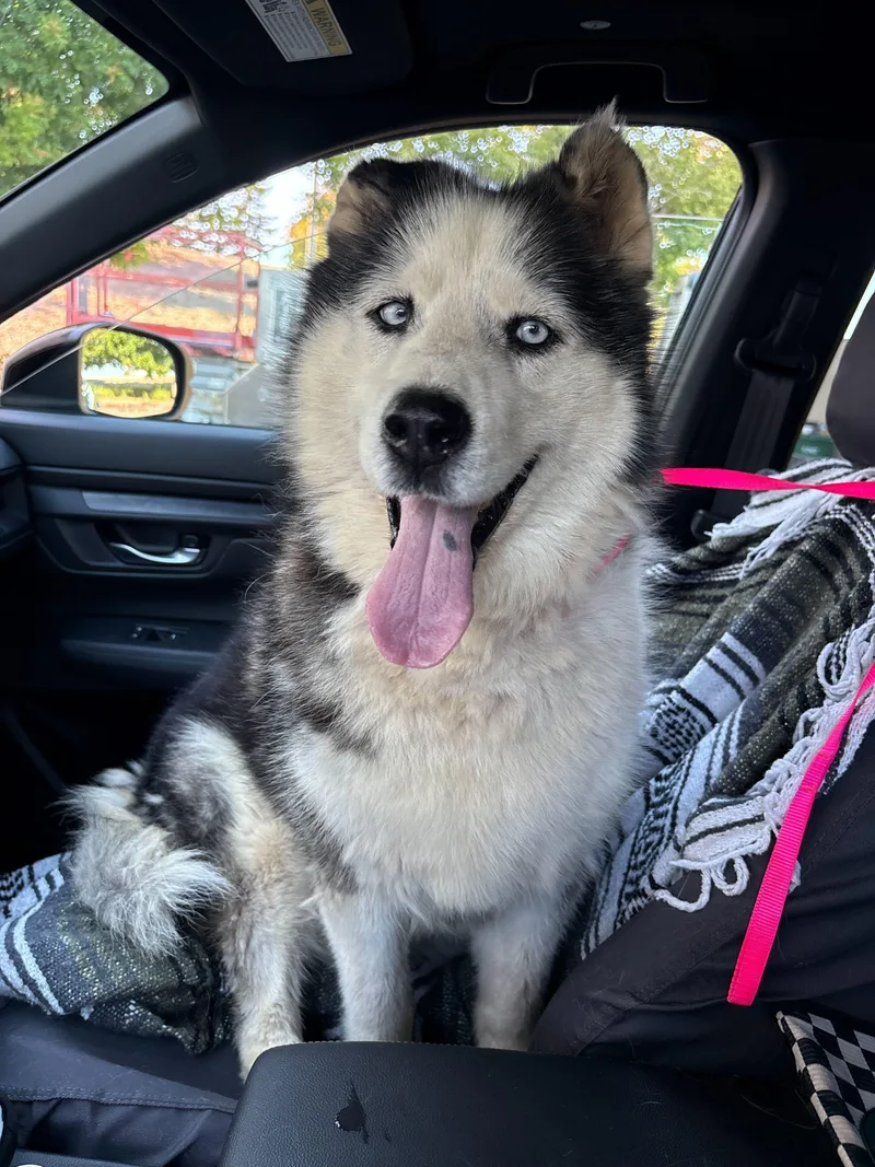 A senior large-sized female Black Siberian Husky dog named Paris for adoption in San Rafael, CA