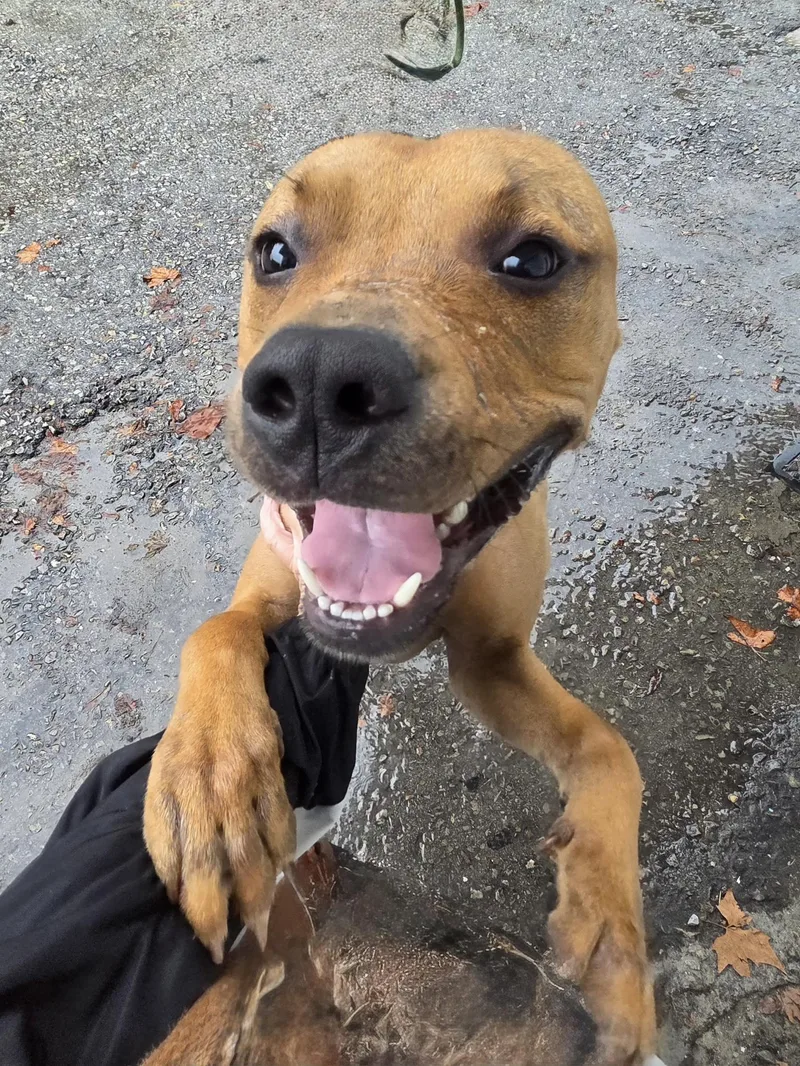 A young medium-sized male Mixed Breed dog named Timber for adoption in McKeesport, PA