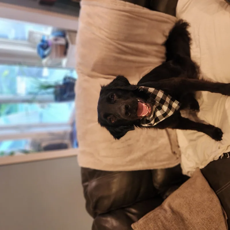 A young large-sized male Black Labrador Retriever dog named Copernicus for adoption in Indianapolis, IN