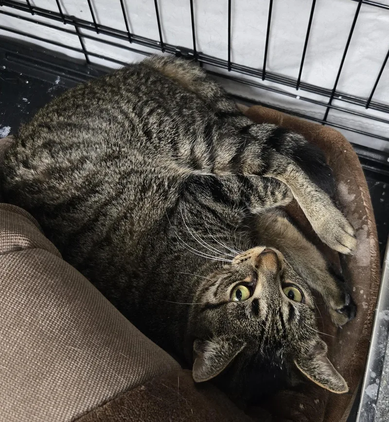 An adult medium-sized female Tabby (Brown / Chocolate) Domestic Short Hair cat named Giggles for adoption in Mokena, IL