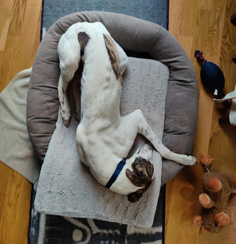 A young large-sized male Brindle Greyhound dog named Tony for adoption in Ware, MA