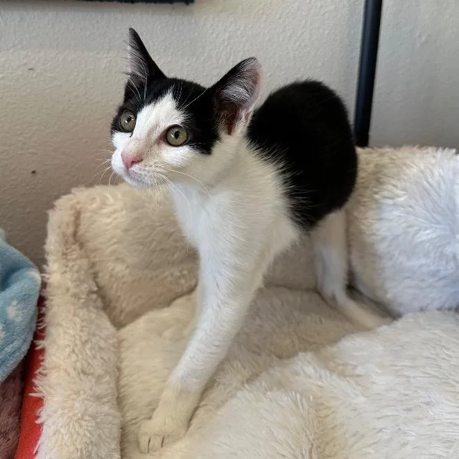 A young medium-sized female Black Domestic Short Hair cat named Pony for adoption in Newberg, OR
