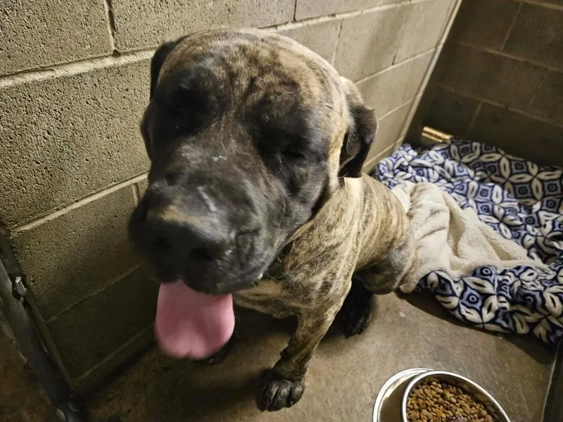 An adult medium-sized male Mastiff dog named Titan for adoption in Kendallville, IN