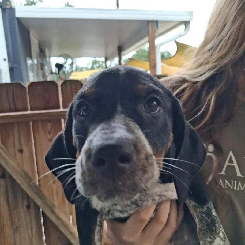A baby medium-sized female Black German Shorthaired Pointer dog named Rosie for adoption in Freeport, FL